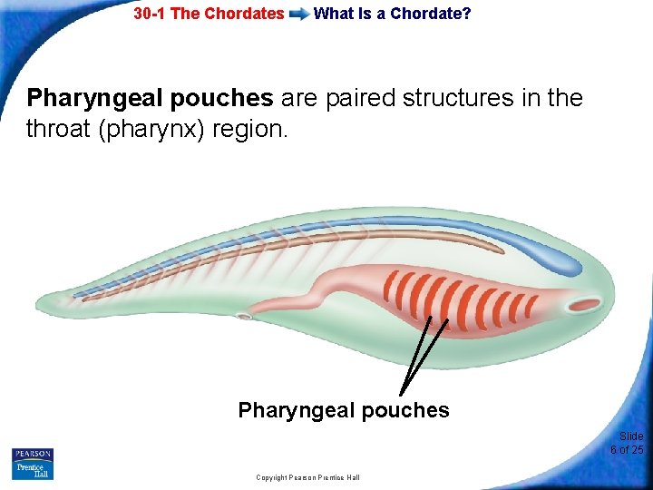 30 -1 The Chordates What Is a Chordate? Pharyngeal pouches are paired structures in