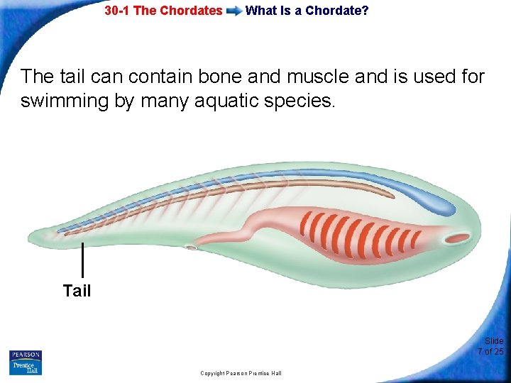 30 -1 The Chordates What Is a Chordate? The tail can contain bone and