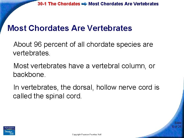 30 -1 The Chordates Most Chordates Are Vertebrates About 96 percent of all chordate
