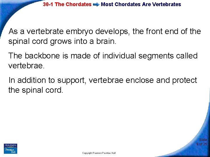 30 -1 The Chordates Most Chordates Are Vertebrates As a vertebrate embryo develops, the