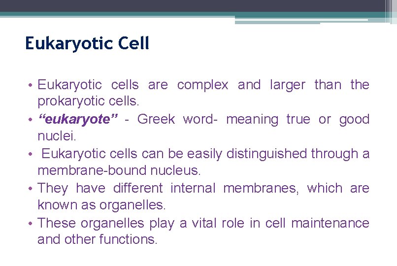 Eukaryotic Cell • Eukaryotic cells are complex and larger than the prokaryotic cells. • Eukaryotic Cell • Eukaryotic cells are complex and larger than the prokaryotic cells. •