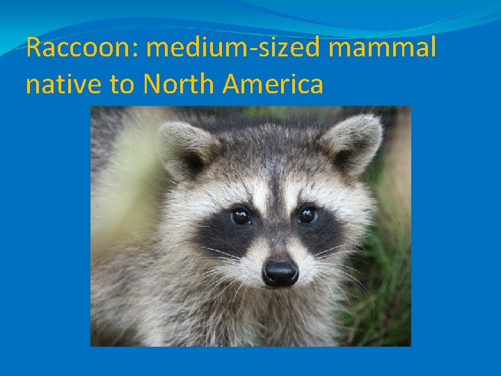 Raccoon: medium-sized mammal native to North America 