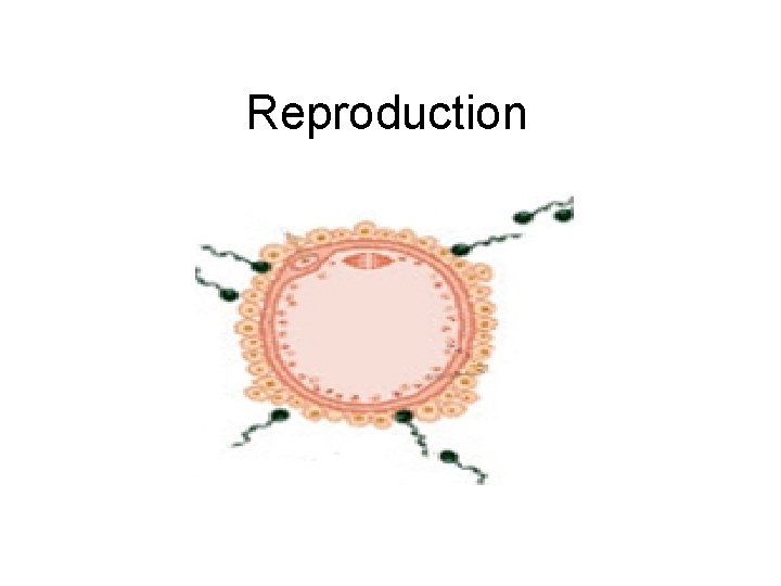 Reproduction 