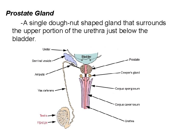 Prostate Gland -A single dough-nut shaped gland that surrounds the upper portion of the