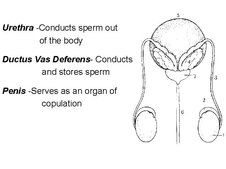 Urethra -Conducts sperm out of the body Ductus Vas Deferens- Conducts and stores sperm