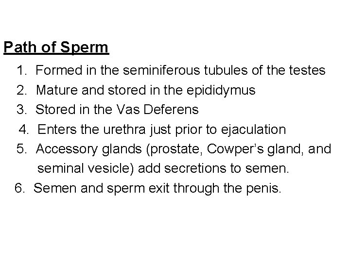 Path of Sperm 1. Formed in the seminiferous tubules of the testes 2. Mature