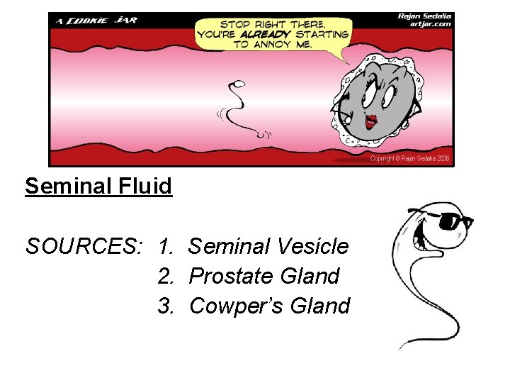 Seminal Fluid SOURCES: 1. Seminal Vesicle 2. Prostate Gland 3. Cowper’s Gland 