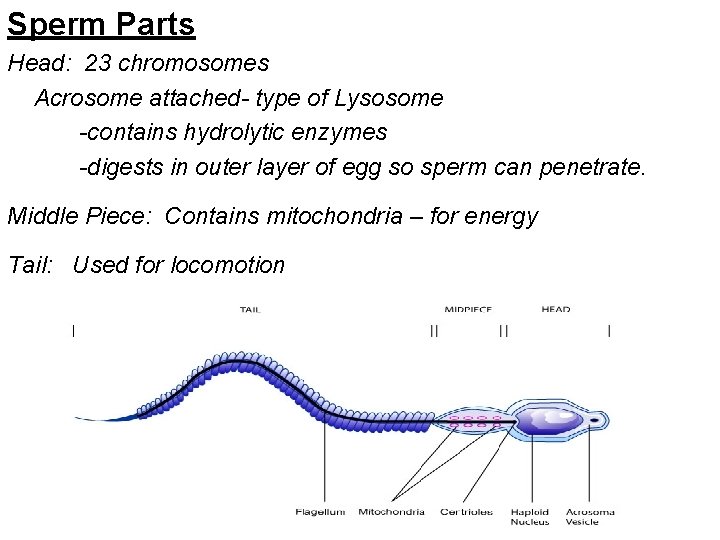 Sperm Parts Head: 23 chromosomes Acrosome attached- type of Lysosome -contains hydrolytic enzymes -digests