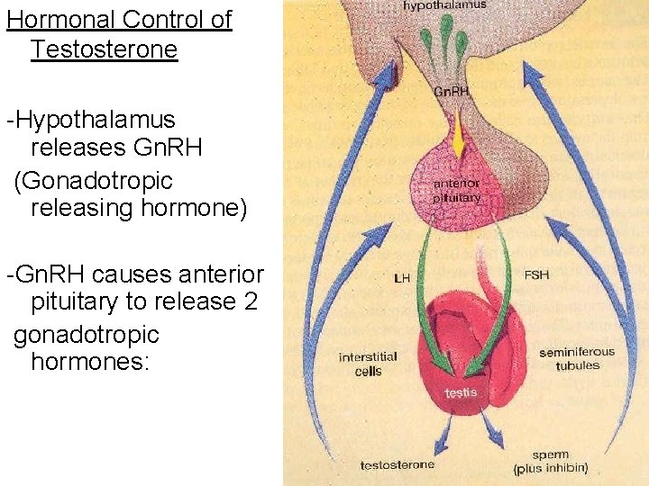 Hormonal Control of Testosterone -Hypothalamus releases Gn. RH (Gonadotropic releasing hormone) -Gn. RH causes