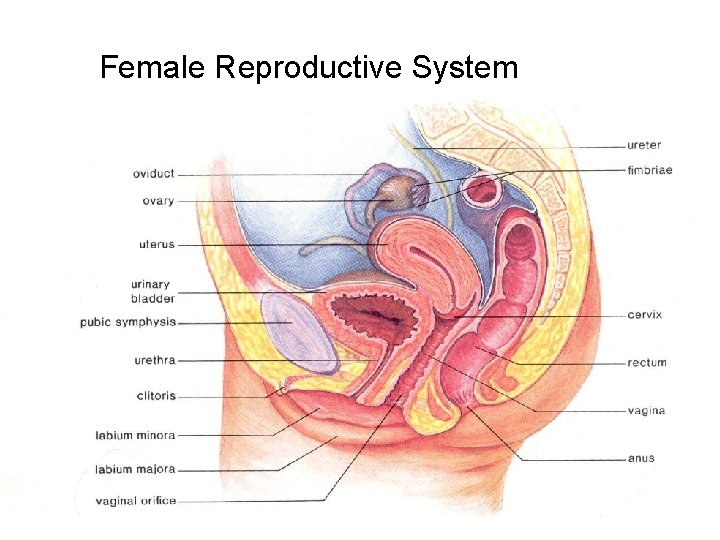  Female Reproductive System 