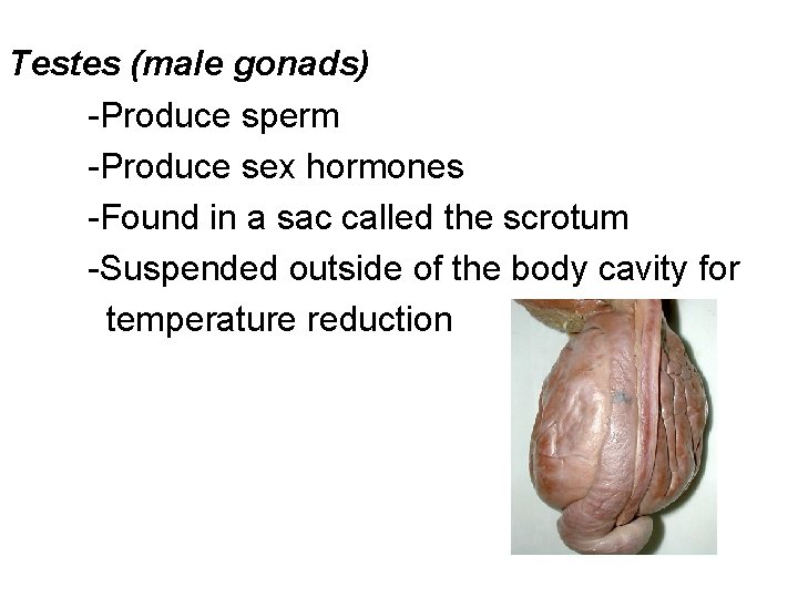 Testes (male gonads) -Produce sperm -Produce sex hormones -Found in a sac called the