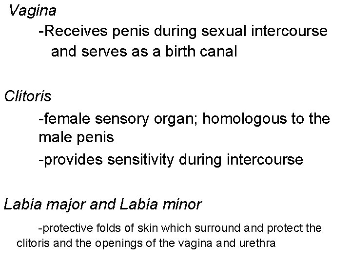  Vagina -Receives penis during sexual intercourse and serves as a birth canal Clitoris