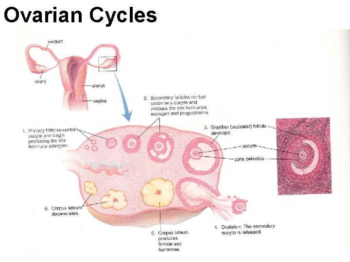 Ovarian Cycles 