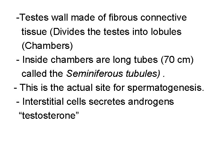  -Testes wall made of fibrous connective tissue (Divides the testes into lobules (Chambers)