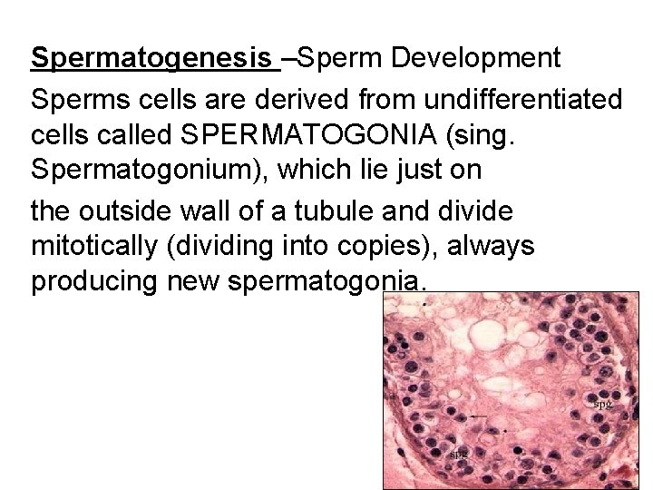 Spermatogenesis –Sperm Development Sperms cells are derived from undifferentiated cells called SPERMATOGONIA (sing. Spermatogonium),