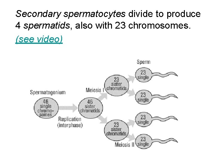  Secondary spermatocytes divide to produce 4 spermatids, also with 23 chromosomes. (see video)