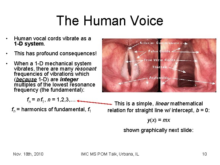 The Human Voice • Human vocal cords vibrate as a 1 -D system. •