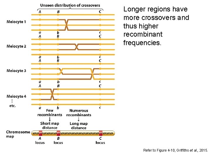Longer regions have more crossovers and thus higher recombinant frequencies. Refer to Figure 4