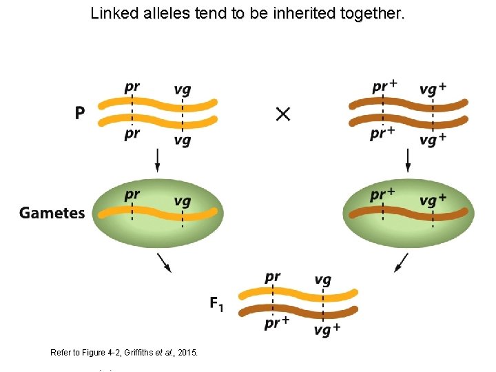 Linked alleles tend to be inherited together. Refer to Figure 4 -2, Griffiths et