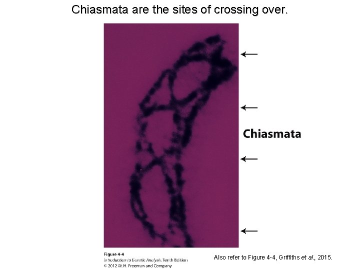 Chiasmata are the sites of crossing over. Also refer to Figure 4 -4, Griffiths