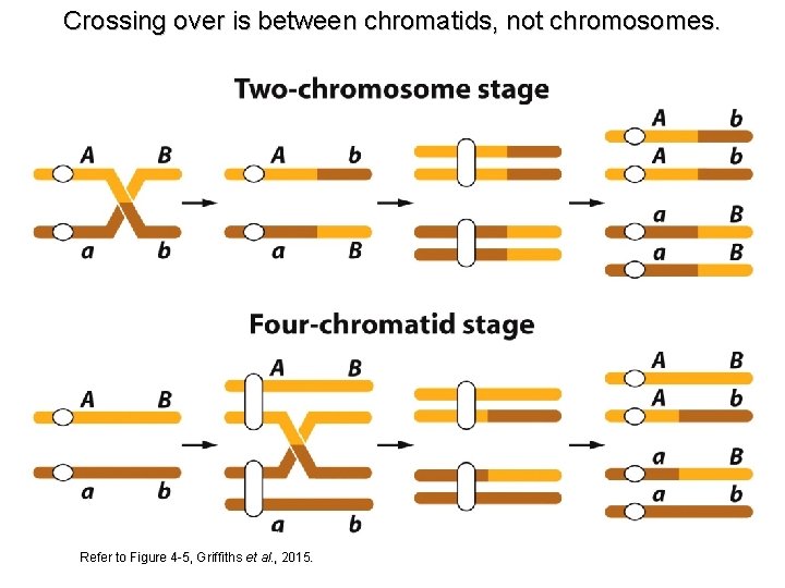 Crossing over is between chromatids, not chromosomes. Refer to Figure 4 -5, Griffiths et