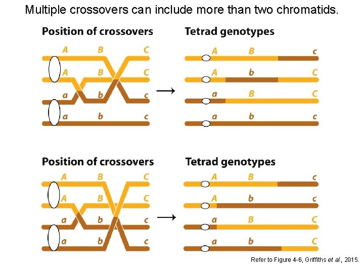 Multiple crossovers can include more than two chromatids. Refer to Figure 4 -6, Griffiths