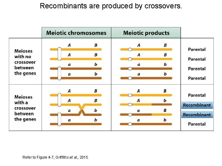 Recombinants are produced by crossovers. Refer to Figure 4 -7, Griffiths et al. ,