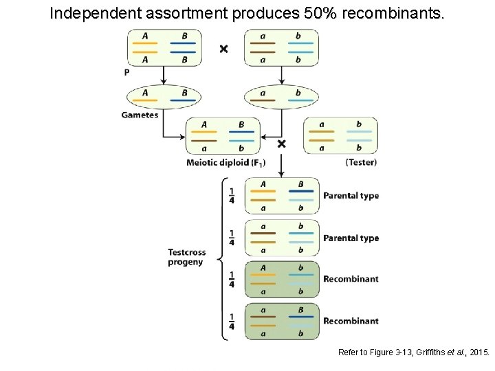 Independent assortment produces 50% recombinants. Refer to Figure 3 -13, Griffiths et al. ,