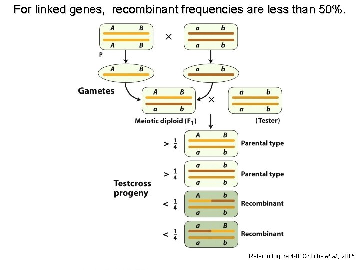 For linked genes, recombinant frequencies are less than 50%. Refer to Figure 4 -8,