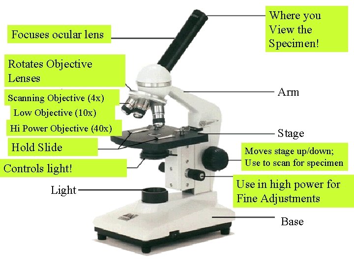 Focuses Bodyocular Tube lens Rotates Objective Lenses Nosepiece Scanning Objective (4 x) Objectives Where Focuses Bodyocular Tube lens Rotates Objective Lenses Nosepiece Scanning Objective (4 x) Objectives Where