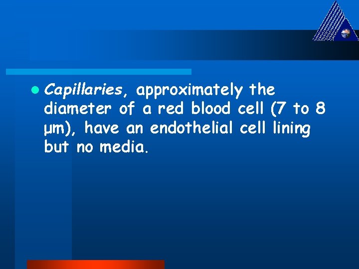 l Capillaries, approximately the diameter of a red blood cell (7 to 8 μm),