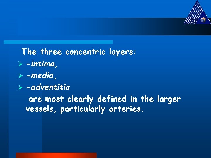 The three concentric layers: Ø -intima, Ø -media, Ø -adventitia are most clearly defined