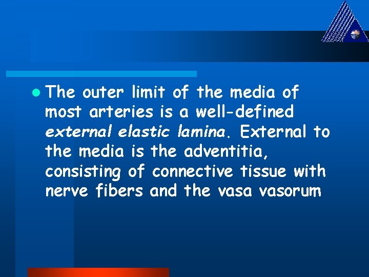 l The outer limit of the media of most arteries is a well-defined external