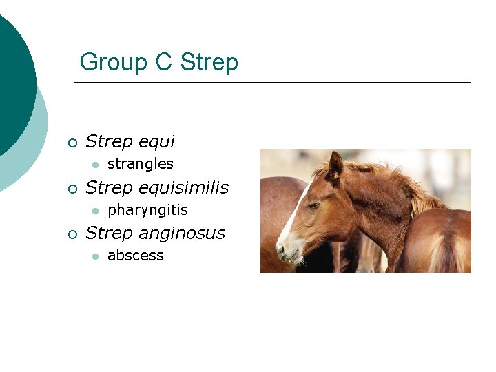 Group C Strep ¡ Strep equi l ¡ Strep equisimilis l ¡ strangles pharyngitis