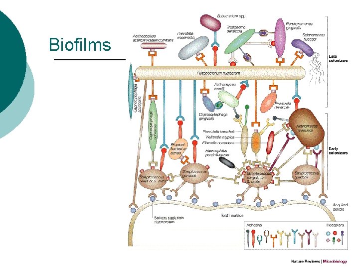 Biofilms 