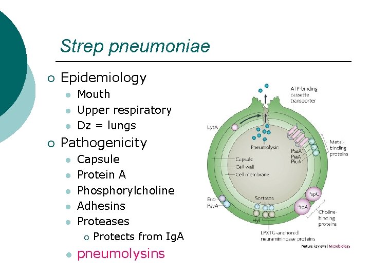 Strep pneumoniae ¡ Epidemiology l l l ¡ Mouth Upper respiratory Dz = lungs