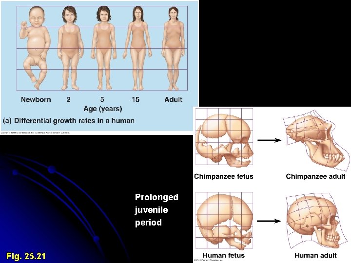 Prolonged juvenile period Fig. 25. 21 