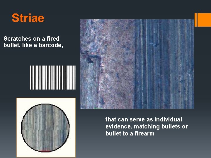 Striae Scratches on a fired bullet, like a barcode, that can serve as individual