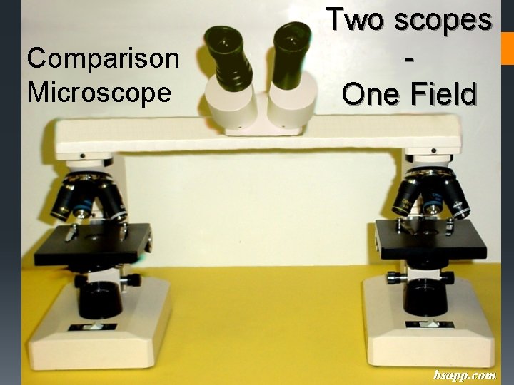 Comparison Microscope Two scopes One Field bsapp. com 