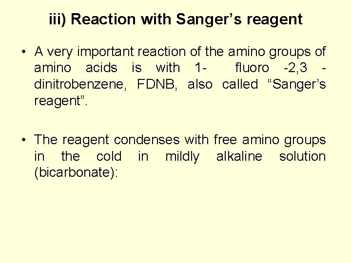 iii) Reaction with Sanger’s reagent • A very important reaction of the amino groups