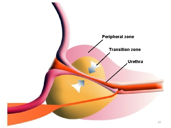 Peripheral zone Transition zone Urethra 12 