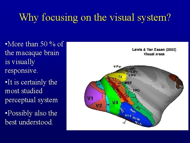 Why focusing on the visual system? • More than 50 % of the macaque