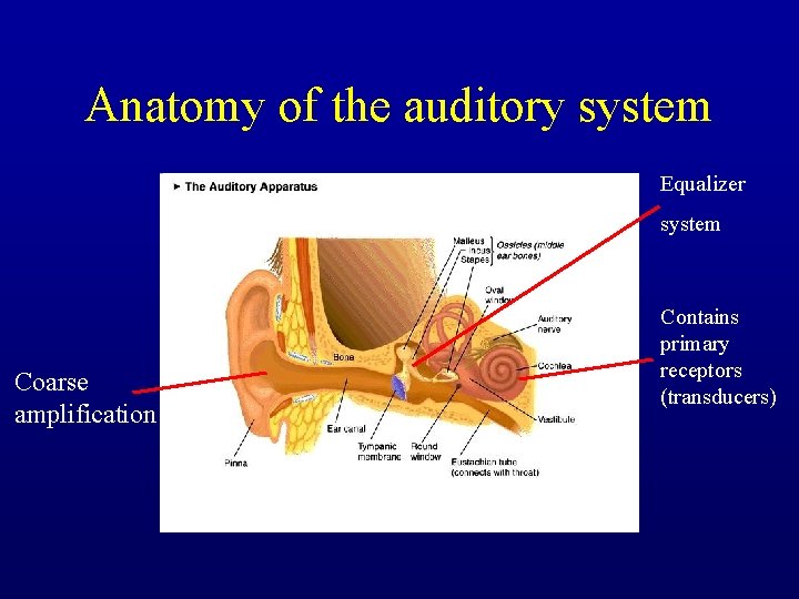 Anatomy of the auditory system Equalizer system Coarse amplification Contains primary receptors (transducers) 