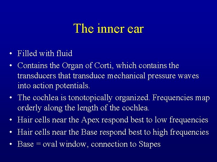 The inner ear • Filled with fluid • Contains the Organ of Corti, which