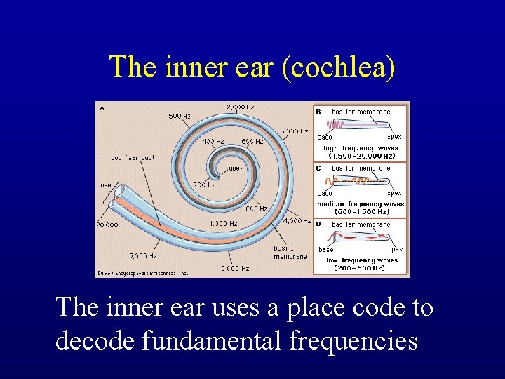 The inner ear (cochlea) The inner ear uses a place code to decode fundamental