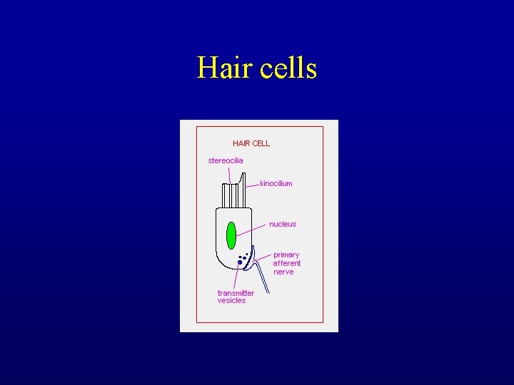 Hair cells 