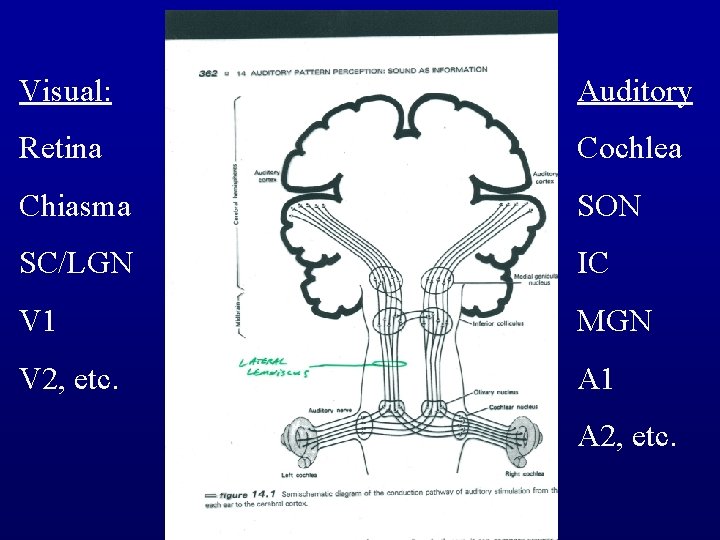 Visual: The auditory pathway Auditory Retina Cochlea Chiasma SON SC/LGN IC V 1 MGN