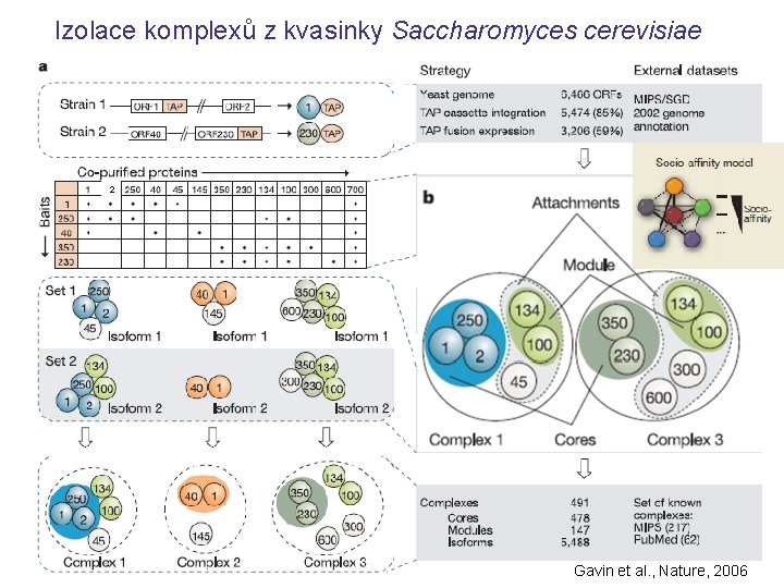 Izolace komplexů z kvasinky Saccharomyces cerevisiae 2 Gavin et al. , Nature, 2006 