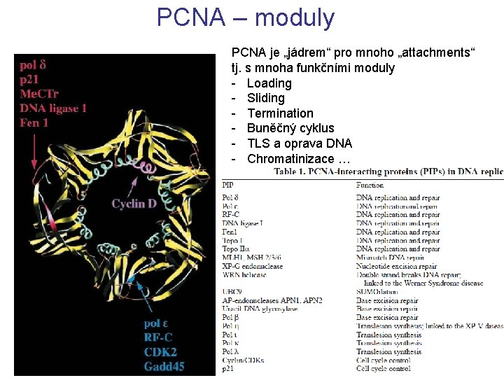 PCNA – moduly PCNA je „jádrem“ pro mnoho „attachments“ tj. s mnoha funkčními moduly