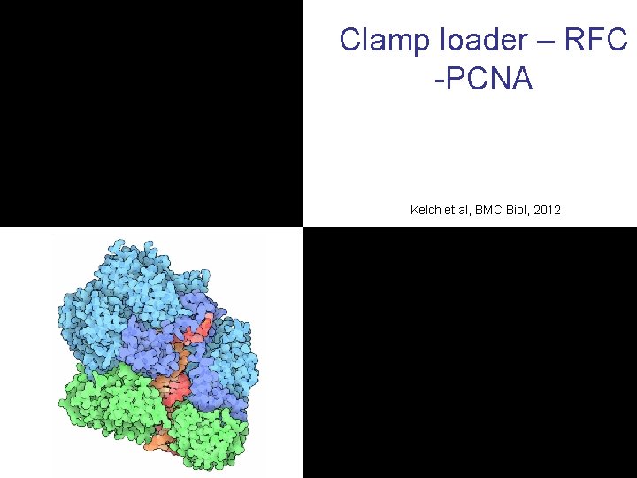 Clamp loader – RFC -PCNA Kelch et al, BMC Biol, 2012 